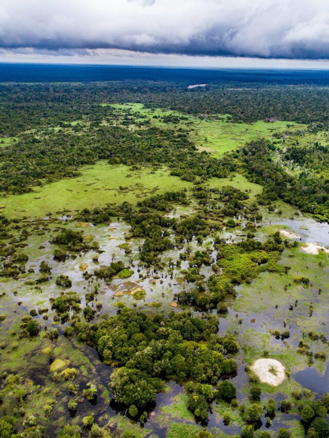 Peatlands, The Terrestrial Carbon Sinks Of The Planet - Karmactive