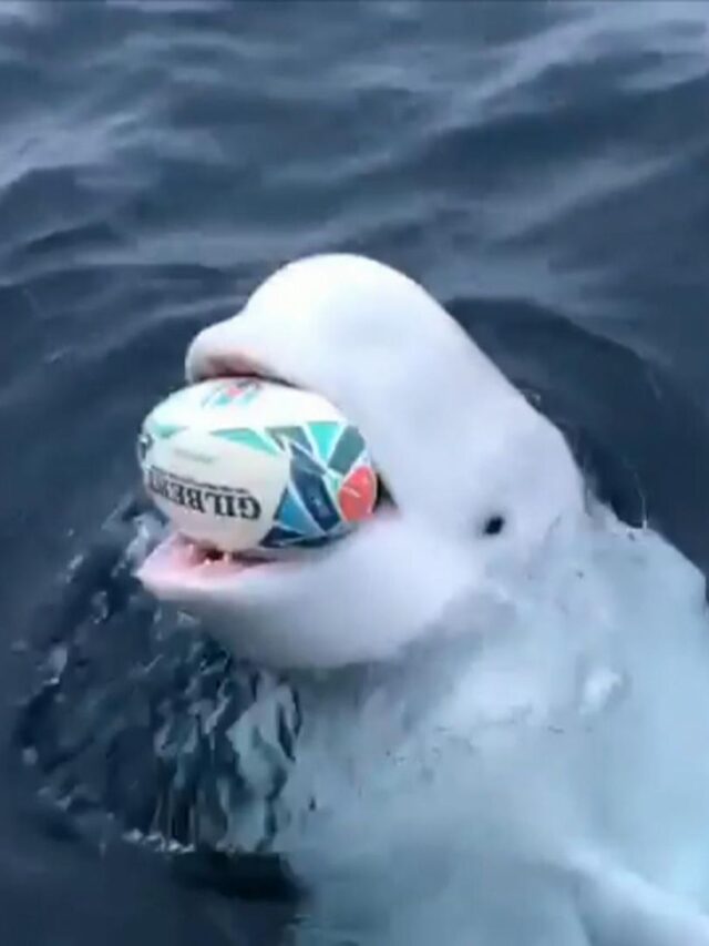 Find How To Play Rugby With A Beluga Whale - Karmactive