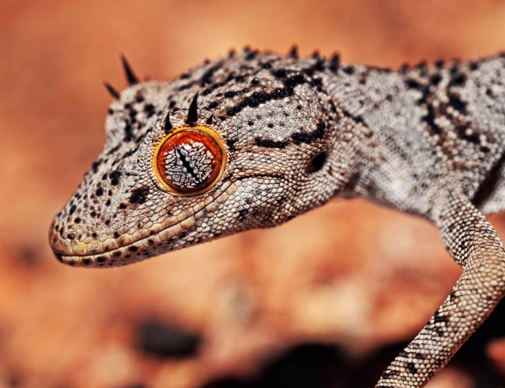 Australia Pushes A List Of Reptiles To Curb Illegal Smuggling