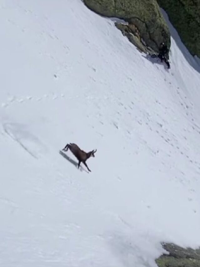 How Fast Can Deer Run Down The Cliff? - Karmactive