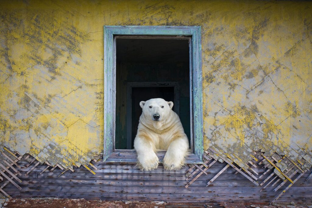 Polar Bear Photography By Dmitry Kokh