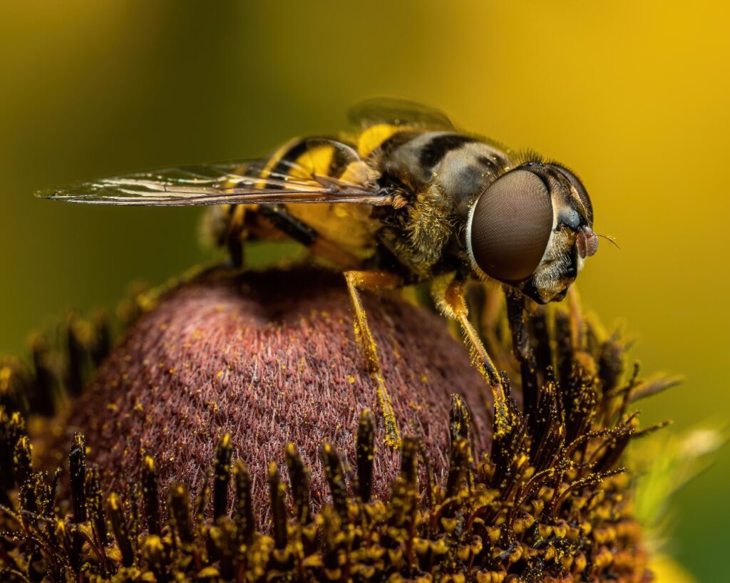 Hoverflies Are Now Declared As Threatened Species After Global Assessment