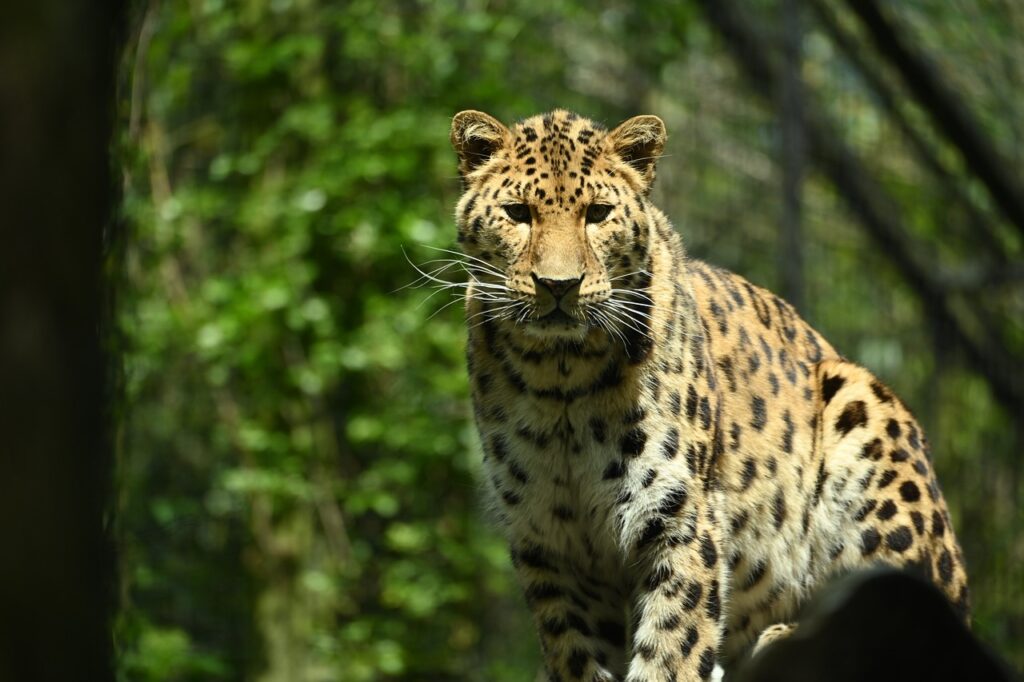 Amur Leopard Faces Added Health Threats To Extinction