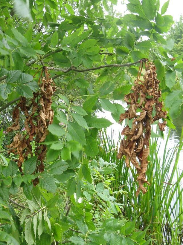 95% Of The Ash Trees May Die By 2030 In The UK