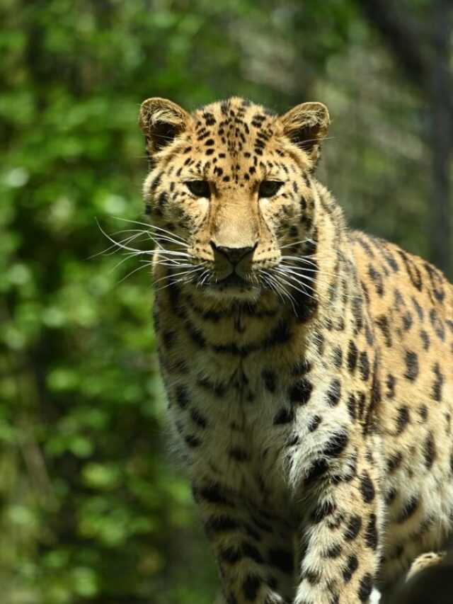 Amur Leopard Faces Added Health Threats To Extinction - Karmactive