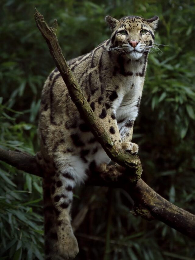 Rare Clouded Leopard Spotted In Nagaland At 3700 Metres