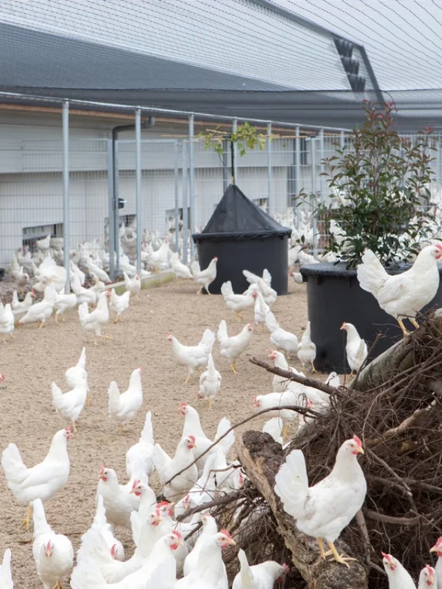 carbon-neutral-eggs-going-down-a-storm-poultry-world