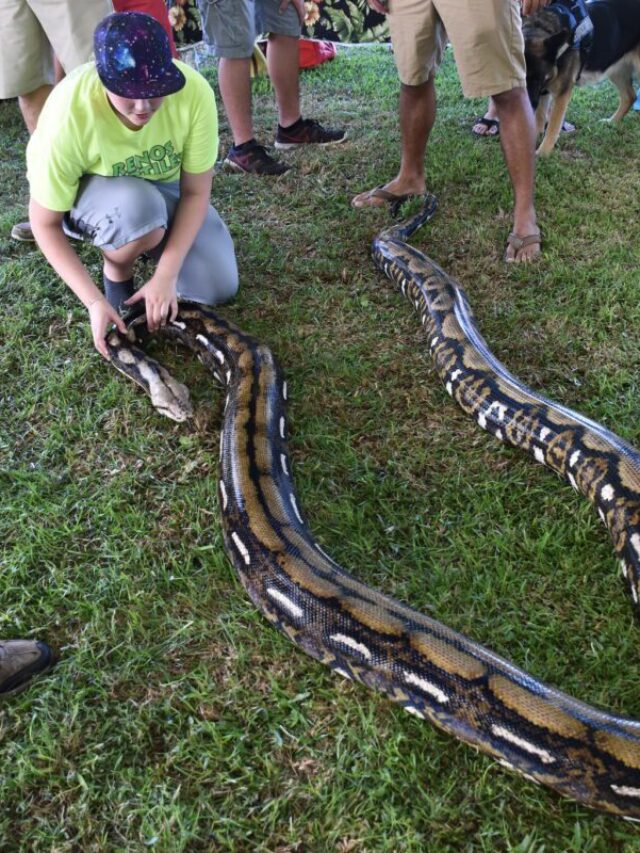 Florida’s Python Crisis: How Illegal Pet Trading Spawned an ...