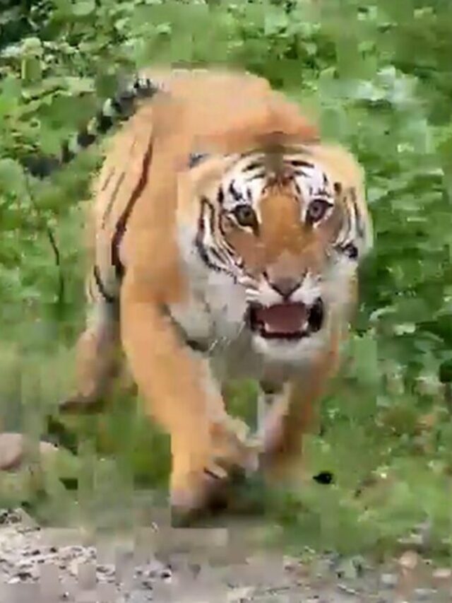 Viral Video of Tiger Charge on Wildlife Safari Reveals a Close Encounter