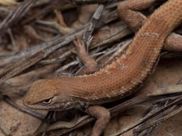 dunes-sagebrush-lizard-small-light-brown-phrynosomatid-lizard-1152x768