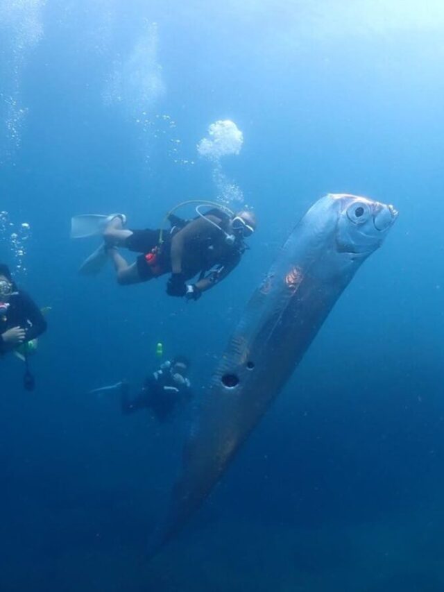 Witness the Mysterious 'Earthquake Fish': Diving Instructor's Rare ...