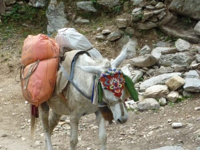 cropped-himalayas-donkey-annapurna-nepal-wallpaper-preview.jpg