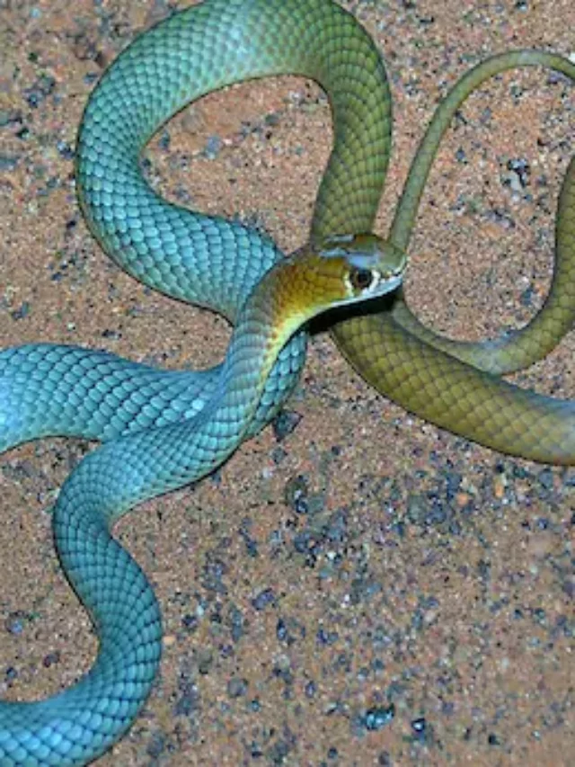 Unveiling the Hidden Genetics: Discovery of a New Venomous Snake ...