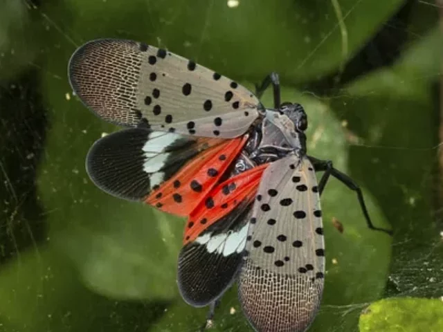 Spotted Lanternfly