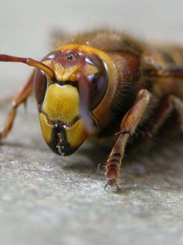 Invasion Alert Deadly Asian Hornets Now In The U S Karmactive   Cropped Bhuhjk 