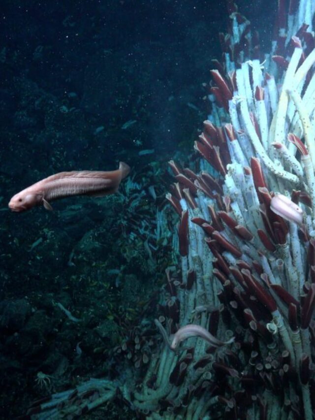 Subterranean Secrets of the Seafloor: A Peek into the Uncharted Lives ...