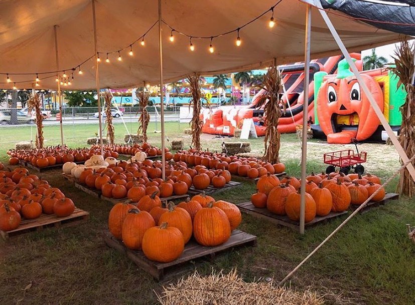 Pumpkin Patches