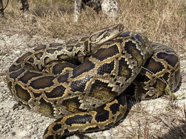 Florida Python Everglades