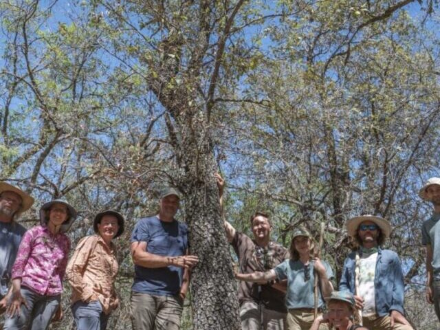 Extinct Oak Tree Found Alive