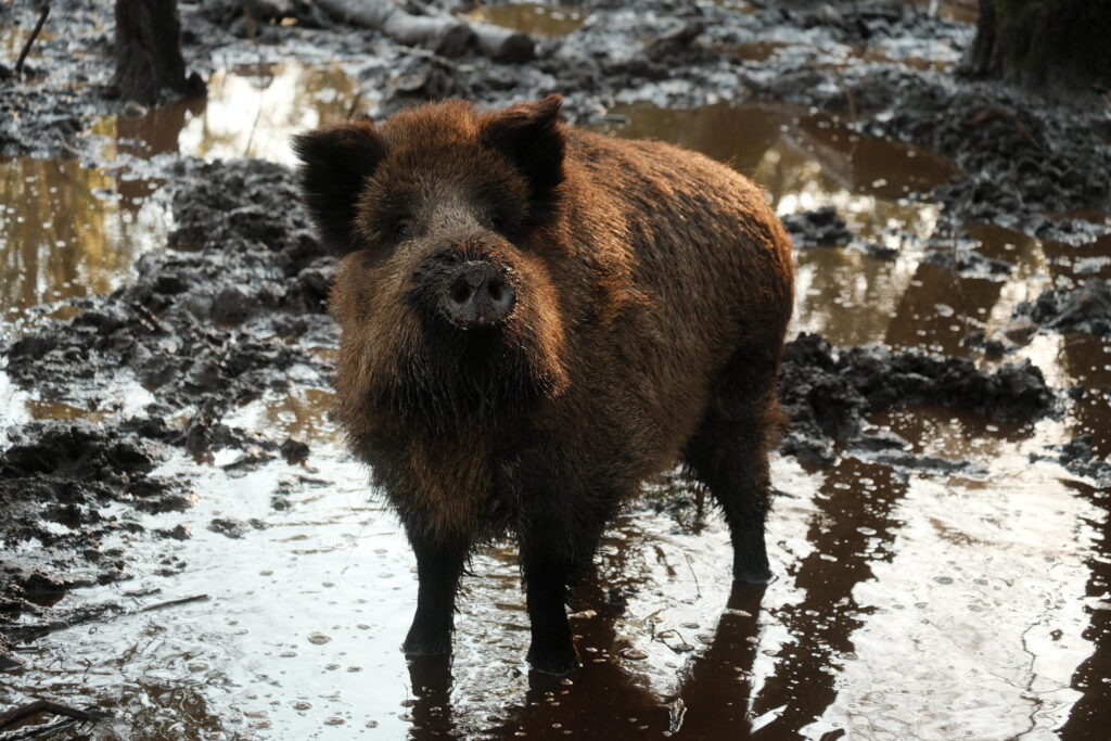 Mystery of Radioactive Wild Boars in Europe
