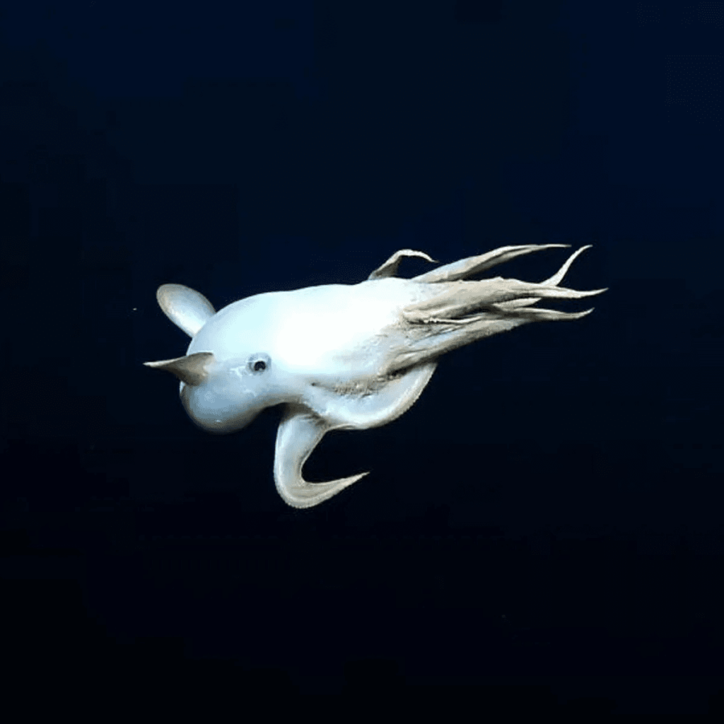 Discover the Enigmatic Dumbo Octopus, a Graceful Spectacle in Abyssal Depths