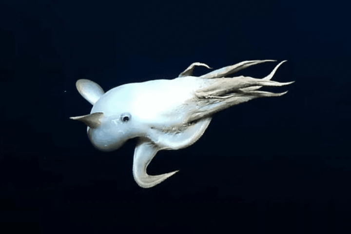 Discover the Enigmatic Dumbo Octopus, a Graceful Spectacle in Abyssal Depths