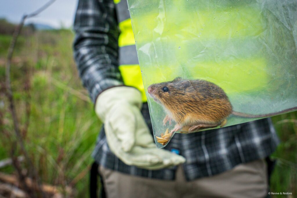 An endangered Preble’s meadow jumping mouse (Zapus hudsonius preblei) captured during a population survey.