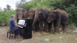 🎹🐘 Meet Paul Barton, the man whose piano keys unlock a world of peace for Thailand's rescued elephants! His melodies weave a tale of hope, healing, and harmony for these majestic creatures. Will his music strike a chord in your heart too? 🎶✨ #HarmonyForElephants #PaulBartonPiano #ElephantSanctuarySounds #MusicHeals