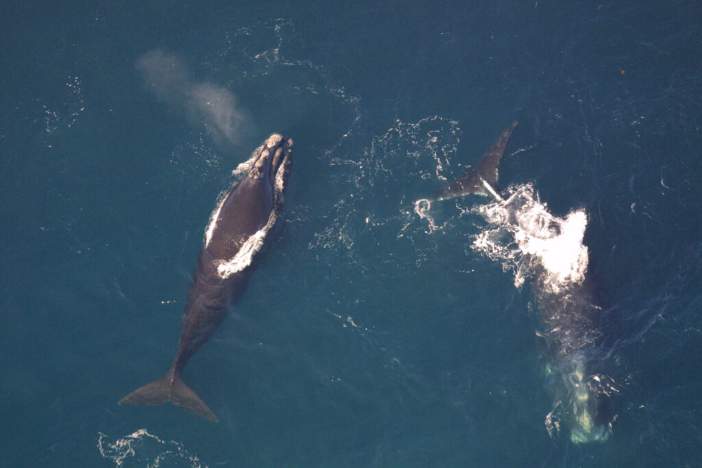 The North Atlantic Right Whale Population Sees A Glimmer of Hope with 11 Newborns!