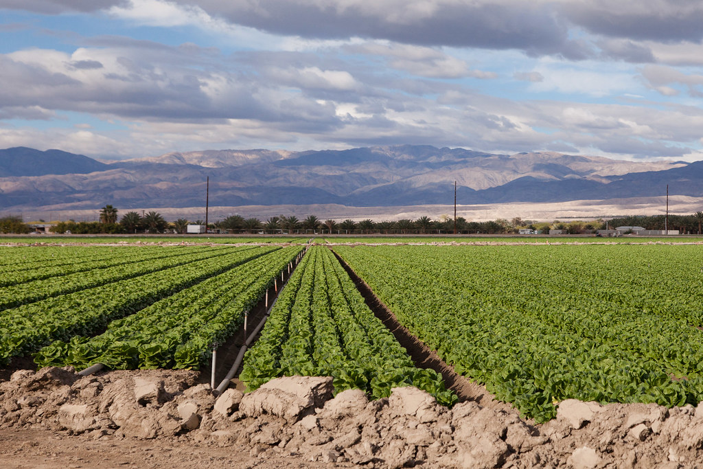 Photo showing a crop field in Imperial Valley, California where selective families enjoy a monopoly over Colorado river's water.