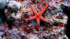 Echinoderm Enigma Solved: Starfish Bodies Resemble Heads, New Study Finds