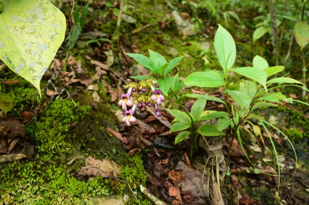 New Plant Discovery in Arunachal Pradesh: Meet the Lysionotus Ziroensis!