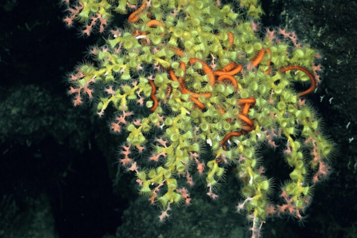 Deep-Sea Coral. Source: Schmidt Ocean Institute