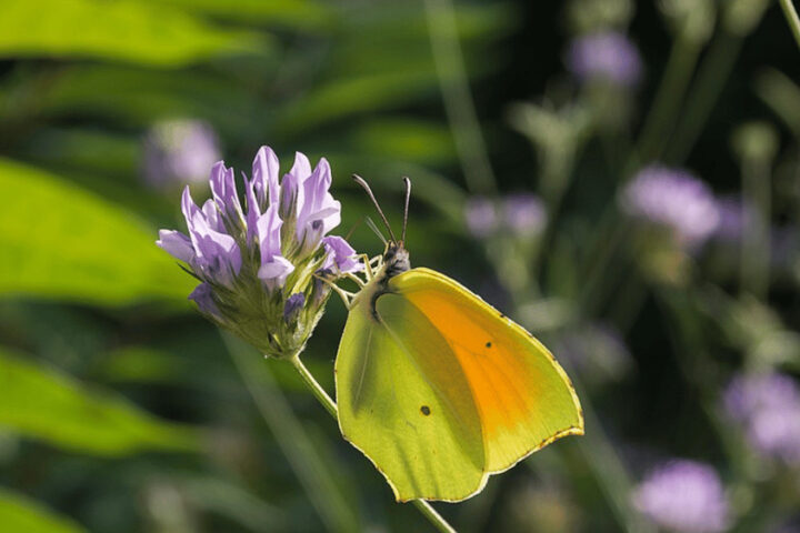 Gonepteryx cleopatra-Citron de Provence