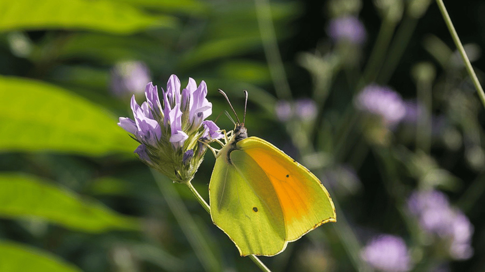 Gonepteryx cleopatra-Citron de Provence