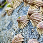 Climate Change Triggers Barnacle Evolution: How Sea Snails Are Reshaping Marine Life!