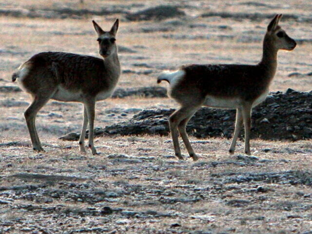 Fines Issued After Unauthorized Antelope Chase on SUV in Tibetan Reserve!