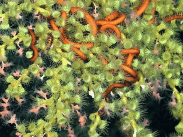 cropped-Deep-Sea-Coral-Ecosystems-and-Hydrothermal-Vents-1.png