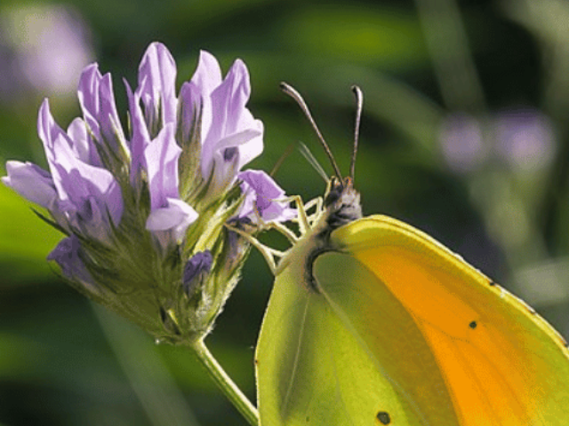 Gonepteryx cleopatra-Citron de Provence