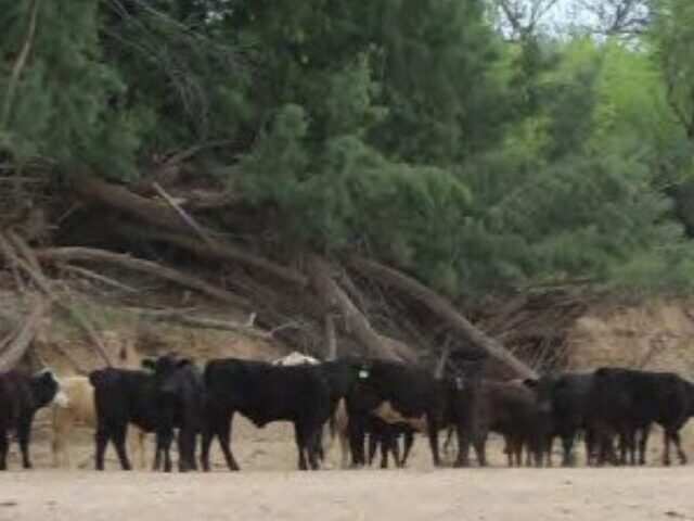 RSCattle-Whitlow-allotment-Center-FPWC-scr.max-800x800