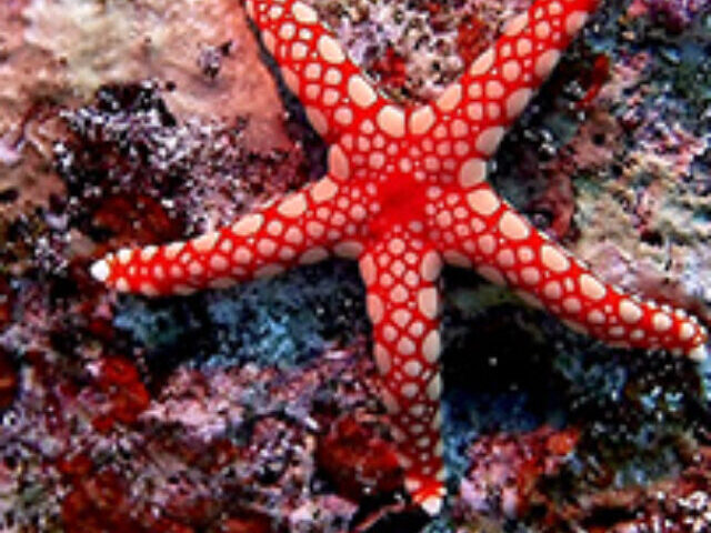 Starfish