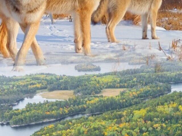 The Voyageurs Wolf Project