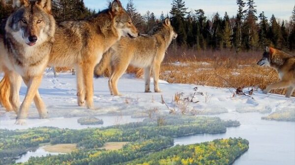 The Voyageurs Wolf Project