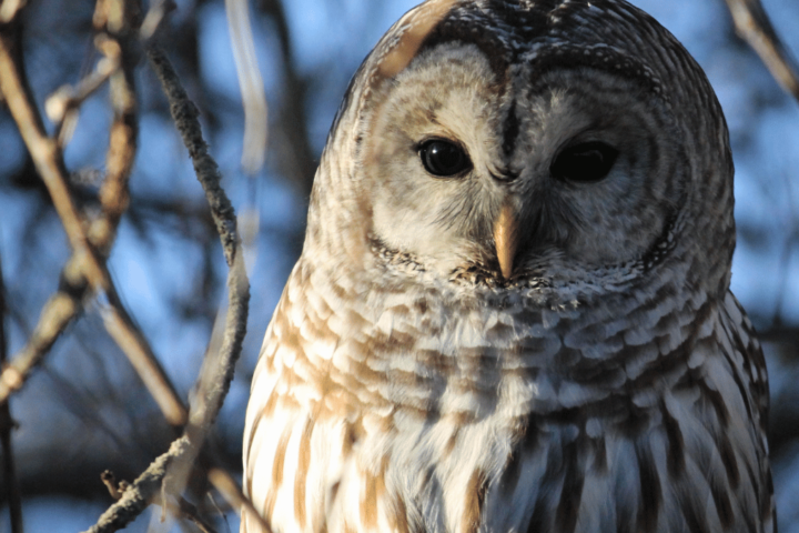 A Barred Owl, Photo Source Pexels
