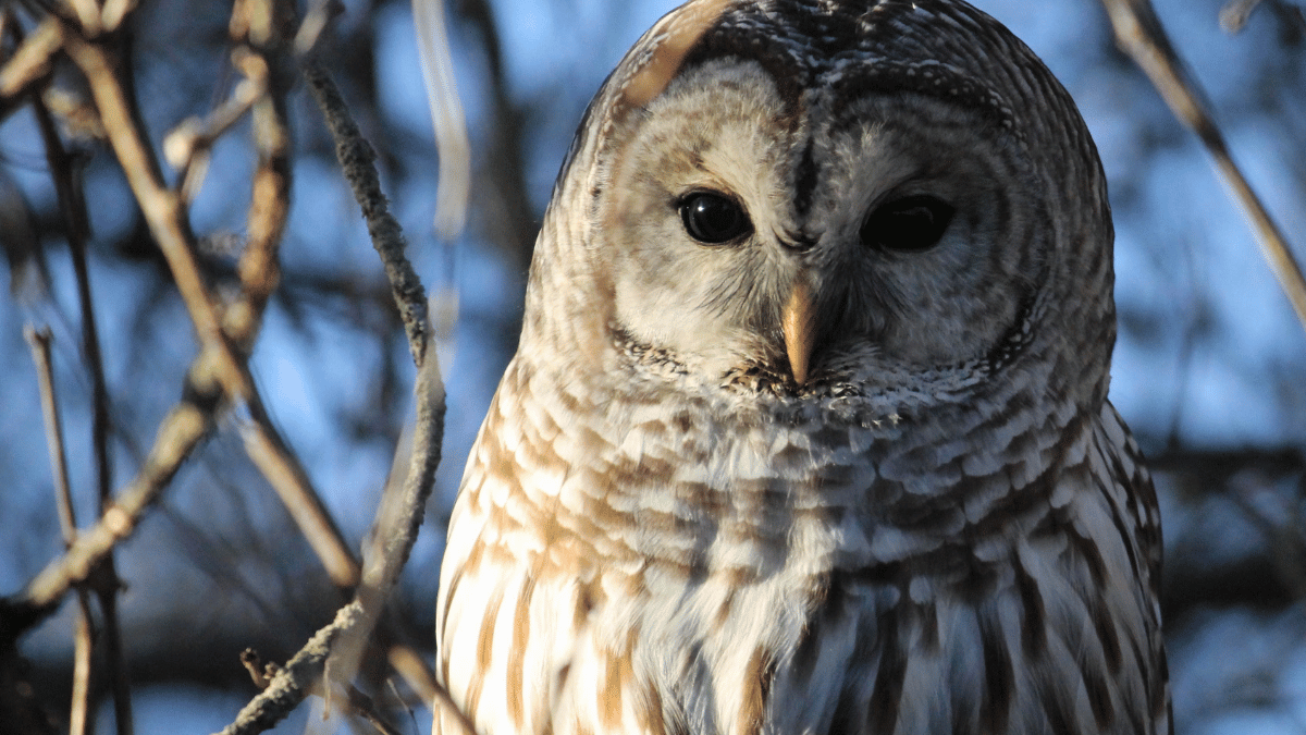 A Barred Owl, Photo Source Pexels