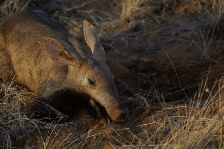 Aardvark-Poop