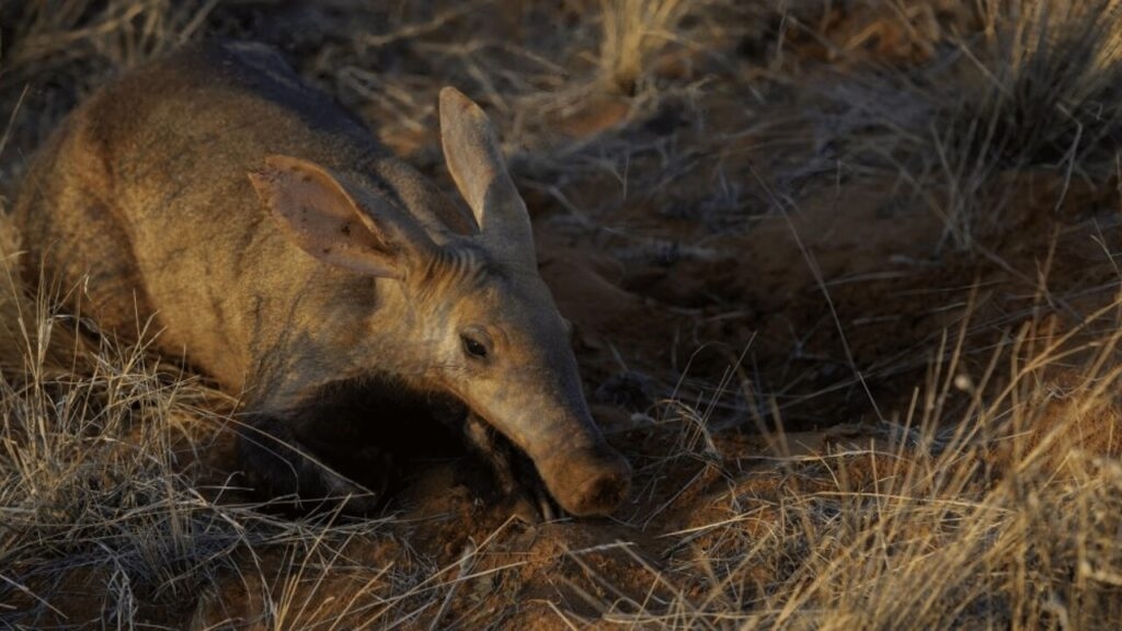 Aardvark-Poop