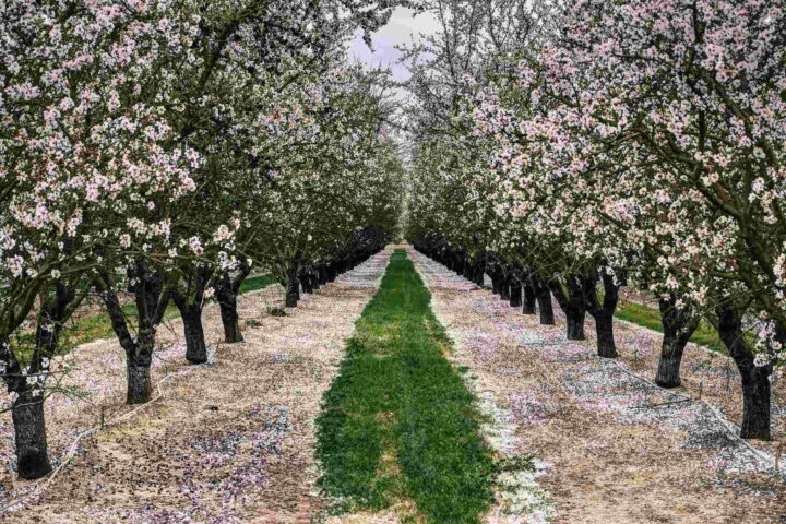 Almonds California.