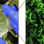 Researchers Combine Biopolymer Derived From the Ocean to Replace Synthetic Plastic Films. Photo Source NC State University