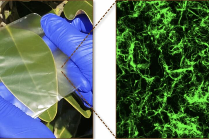 Researchers Combine Biopolymer Derived From the Ocean to Replace Synthetic Plastic Films. Photo Source NC State University